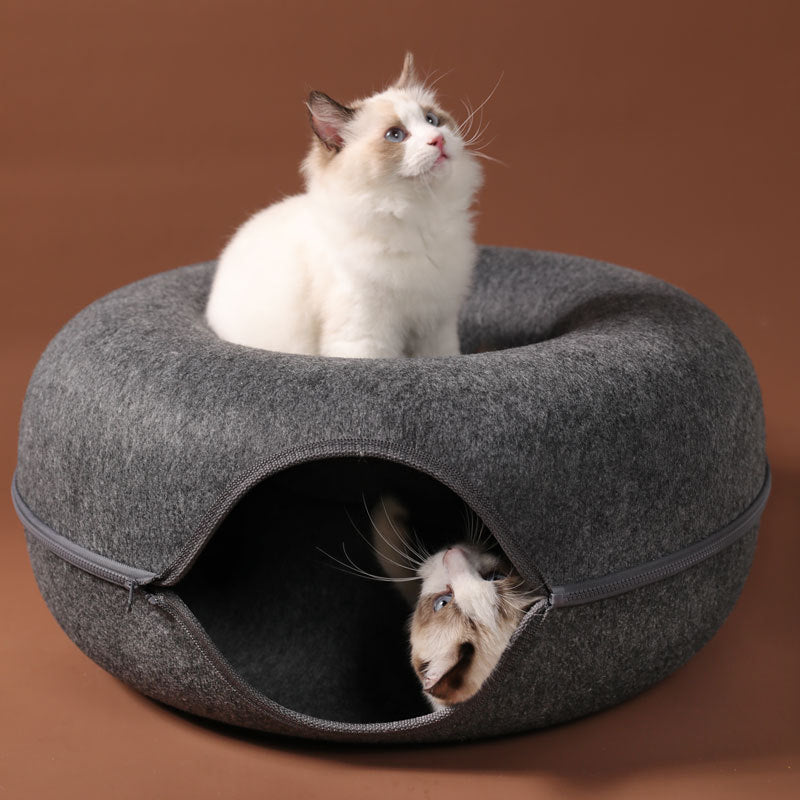 cattasaurus-sec-peekaboo.jpg
